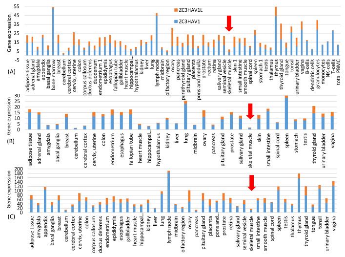 1. ábra A ZAP (ZC3HAV1 és hosszú formája, a ZC3HAV1L) szövetspecifikus génexpressziója a Human Protein Atlas (www.proteinatlas.org, hozzáférés: 2021. június 20.) három független transzkriptomikai kísérletet reprezentáló három génexpressziós fájljából: (A) proteinatlas.tsv, (B) rna_tissue_gtex.tsv és (C) rna_tissue.fantom.txv. A ZAP expressziója mindhárom adatsorban alacsony a vázizomzatban (erre mutat a piros nyíl). A vízszintes tengely ábécé szerint van rendezve. A három adatkészlet nem ugyanazokat a szövettípusokat tartalmazza.