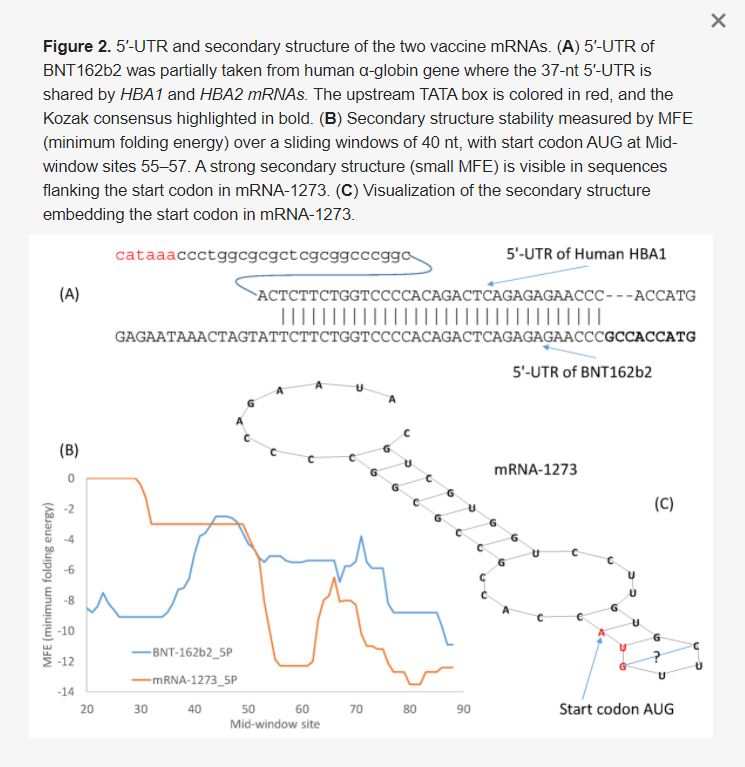 2. ábra A két vakcina mRNS 5′-UTR és másodlagos szerkezete. (A) A BNT162b2 5′-szerkezet (kis MFE) látható. (C) Az mRNS-1273-ban a start kódont beágyazó másodlagos szerkezet megjelenítése.UTR-jét részben a humán α-globin génből vettük, ahol a 37 nt 5′-UTR-t a HBA1 és HBA2 mRNS-ek megosztják. Az upstream TATA-doboz piros színnel, a Kozak-konszenzus pedig félkövérrel van kiemelve. (B) Az MFE (minimális hajtási energia) által mért másodlagos szerkezet stabilitása 40 nt-os csúszóablakon keresztül, AUG start kodonnal az 55-57-es középső ablakhelyeken. Az mRNS-1273-ban a start-kodont flankáló szekvenciákban erős másodlagos