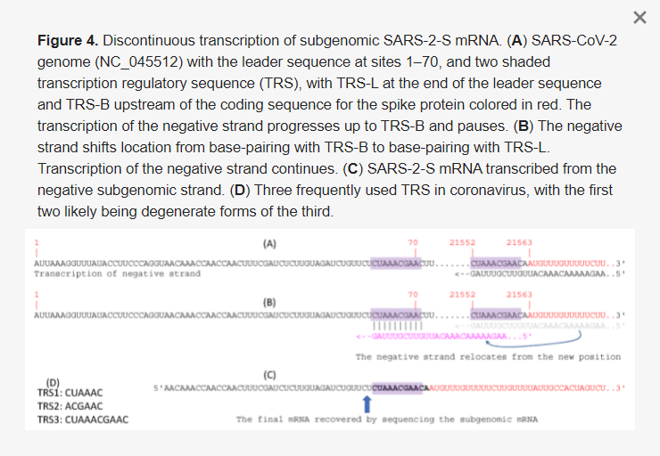 4. Ábra: A szubgenomi SARS-2-S mRNS szakaszos transzkripciója. (A) SARS-CoV-2 genom (NC_045512) a leader-szekvenciával az 1-70-es helyeken, és két sötétített transzkripciós szabályozó szekvenciával (TRS), a TRS-L a leader-szekvencia végén és a TRS-B a tüskefehérje kódoló szekvenciája előtt pirosra színezve. A negatív szál transzkripciója a TRS-B-ig halad, majd szünetel. (B) A negatív szál a TRS-B-vel való bázispárosodásról a TRS-L-hez való bázispárosodásra helyezi át a helyét. A negatív szál transzkripciója folytatódik. (C) A SARS-2-S mRNS átíródik a negatív szubgenomiális szálról. (D) Három gyakran használt TRS a koronavírusban, az első kettő valószínűleg a harmadik degenerált formája.