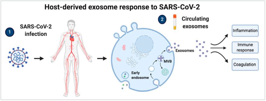 Az exoszóma rakomány proteomikai elemzésével azonosított legjobb potenciális biomarkerek keretes ábrái és ROC-görbéi. Az (A-I) esetében a betegség súlyosságával jól korreláló fehérjék box-plotjai szerepelnek. A piros pontok a kritikus COVID-19 betegeket, míg a sárga pontok a nem kritikus COVID-19 betegeket jelölik. A fibrinogén alfa-lánc (J), fibrinogén béta-lánc (K), fibrinogén gamma-lánc (L), fibronektin (M), komplement C1r alkomponens (N) és szérum amiloid P-komponens (O) jó biomarkerekként igazolódtak a validálás során. A lila pontok a NON-COVID-19 betegeket jelzik, míg a zöld és kék pontok az egészséges, illetve a gyógyult alanyokat.