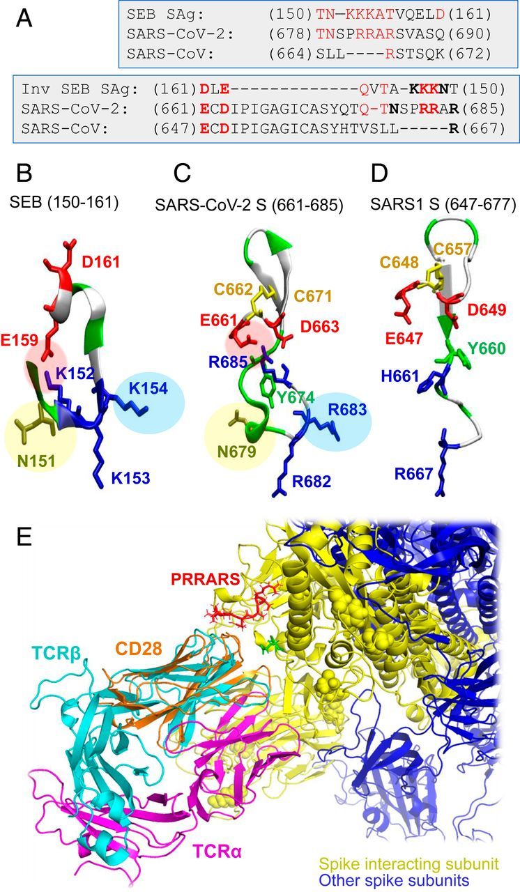 A PRRA inzert szekvenciája és szerkezeti tulajdonságai. (A és B) A SARS-CoV-2 egy hasítóhelyet és SAg-szerű motívumokat (20) is kódol az inszerciós PRRA közelében, ami megkülönbözteti az összes SARS-szel rokon β-CoV-tól. (A) A SARS-CoV-2 és több SARS-szel kapcsolatos törzs (1) szekvenciaillesztése az inszerciós PRRA közelében. (B) A SARS-CoV-2 és a SARS1 szerkezeti összehangolása ugyanabban a régióban. A PRRARS motívumot piros pálcikák mutatják. (C) SARS-CoV-2 S trimer, amely csak S1 alegységekből áll. A protomerek narancssárga, piros és szürke színnel vannak jelölve, és van der Waals formátumban ábrázolva. A kiálló E661-R685 motívumok hidrofób, hidrofil, savas és bázikus maradékai fehér, zöld, piros és kék színnel vannak jelölve. (D) Szekvencia-hasonlóság a PRRA inzert közeli szomszédsága, a korábban közölt neurotoxin-motívumok (20) és a HIV-1 gp120 szuperantigén motívum (63) között az utolsó sorban.