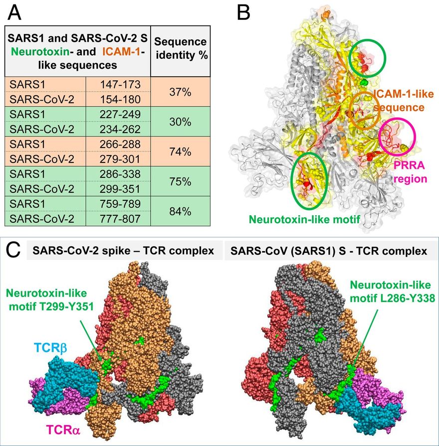 Neurotoxinszerű szekvenciák a SARS-CoV-2 S RBD-ben és TCR-kötő képességük. (A) A SARS1 és a SARS-CoV-2 tüskéi esetében azonosított bioaktív, neurotoxinszerű (zöld) és ICAM-1-szerű (narancssárga) szegmensek összehasonlítása. (B) A két CoV között konzervált két neurotoxinszerű régió (zöld körökbe zárva) és egy ICAM-1 régió (narancssárga kör; lásd a 4. ábrát) locijai, amelyek a SARS-CoV-2 S egy monomerjén (sárgával kiemelve) láthatók. (C) A TCR kötőpózai a SARS-CoV-2 (balra) és SARS1 (jobbra) S fehérjéken, amelyek a jelzett konzervált neurotoxin-motívummal létesítenek kapcsolatot.
