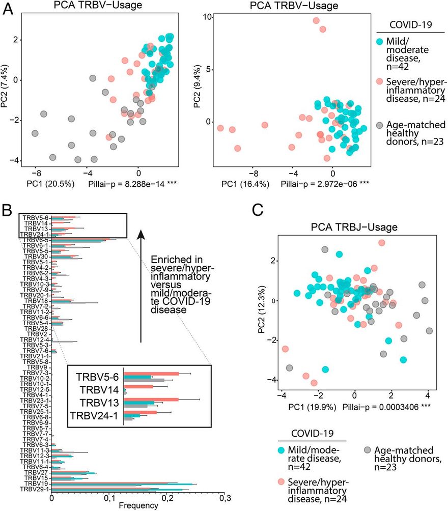 A TRBV-használat elferdülése a súlyos/hiperinflammatorikus COVID-19 betegeknél; 24 súlyos/hiperinflammatorikus COVID-19 eset repertoárját elemeztük az enyhe/közepes COVID-19 esetek 42 repertoárjával szemben, 23 korban illeszkedő egészséges donor repertoárjával együtt és anélkül (a súlyos/hiperinflammatorikus COVID-19 csoporthoz életkor szerint illeszkedő). (A) A TRBV-használat PCA-ja. Az 1. és 2. főkomponensek láthatóak; a tengelyek hozzájárulásának százalékos aránya zárójelben szerepel. A statisztikai elemzést többváltozós varianciaanalízis (MANOVA) Pillai-Bartlett-teszttel végeztük. (B) TRBV-használat. Az egyes TRBV-gének repertoáronkénti aránya átlag ± SEM értékben van feltüntetve. A TRBV-gének a súlyos/hyperinflammatorikus versus enyhe/közepes COVID-19 betegségben feldúsult frakciókba vannak sorolva, alulról felfelé növekvő sorrendben. A súlyos/hyperinflammatorikus COVID-19 betegeknél feldúsult TRBV-k (TRBV5-6, TRBV14, TRBV13 és TRBV24-1) a mellékleten nagyítva láthatóak. (C) A TRBJ-használat PCA-ja az A. pontban leírtak szerint. Lásd még SI függelék, S7 ábra.