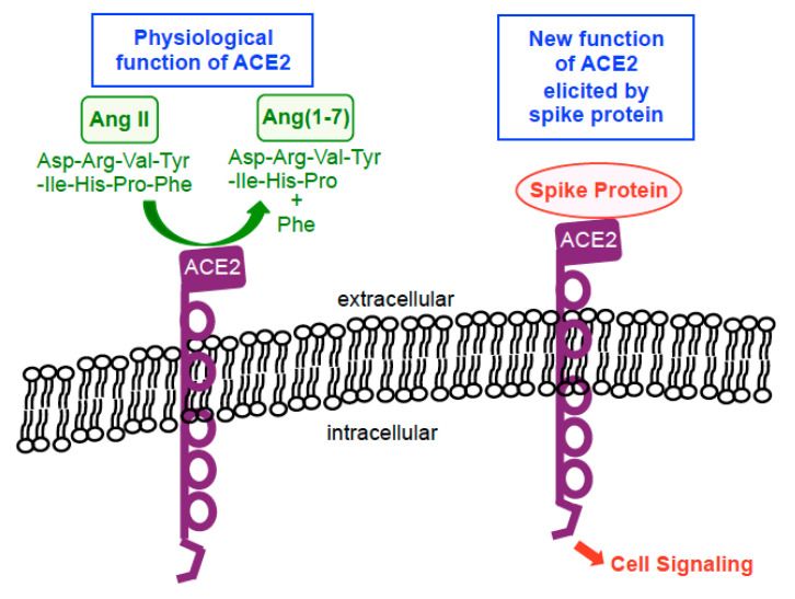 2. ábra Az ACE2 biológiai funkciói. Fiziológiás helyzetekben az ACE2 karboxipeptidáz enzimként működik, amely katalizálja az angiotenzin II (Ang II) hidrolízisét Ang(1-7)-vé egy fenilalanin (Phe) leválasztásával. A tüskefehérje jelenlétében ez az enzim membránreceptorrá válik a sejtek jelátviteléhez, amely a tüskefehérjét használja ligandumként az aktiválásához.