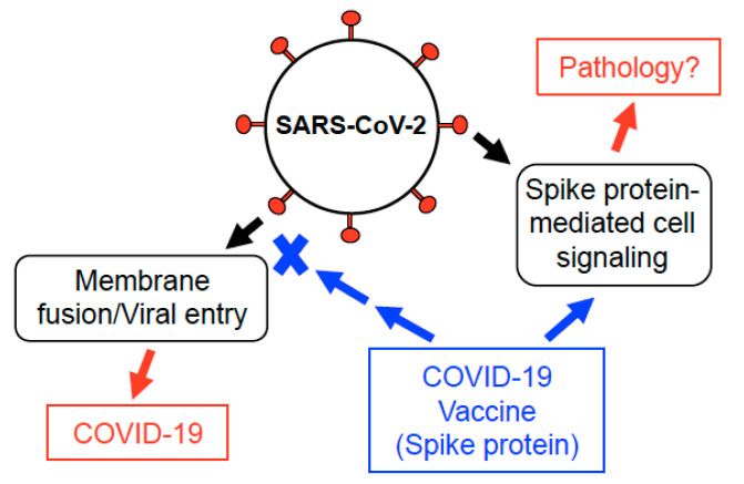 A SARS-CoV-2 tüskefehérje lehetséges hatásai. Az intakt vírus SARS-CoV-2 spike fehérjéje a gazdasejtek ACE2-jét célozza meg a membránfúzió és a vírus bejutásának elősegítése érdekében. A SARS-CoV-2 spike fehérje emberi sejtekben is kiváltja a sejtek jelátvitelét [21,29]. A COVID-19 vakcinák a tüskefehérjét juttatják be az emberi szervezetbe. A COVID-19 vakcinák által termelt tüskefehérje a vírus behatolását elnyomó immunválasz kiváltásán túlmenően hatással lehet a gazdasejtekre is, ami esetleg nemkívánatos folyamatokat válthat ki. További, ezt a lehetőséget vizsgáló vizsgálatok szükségesek.